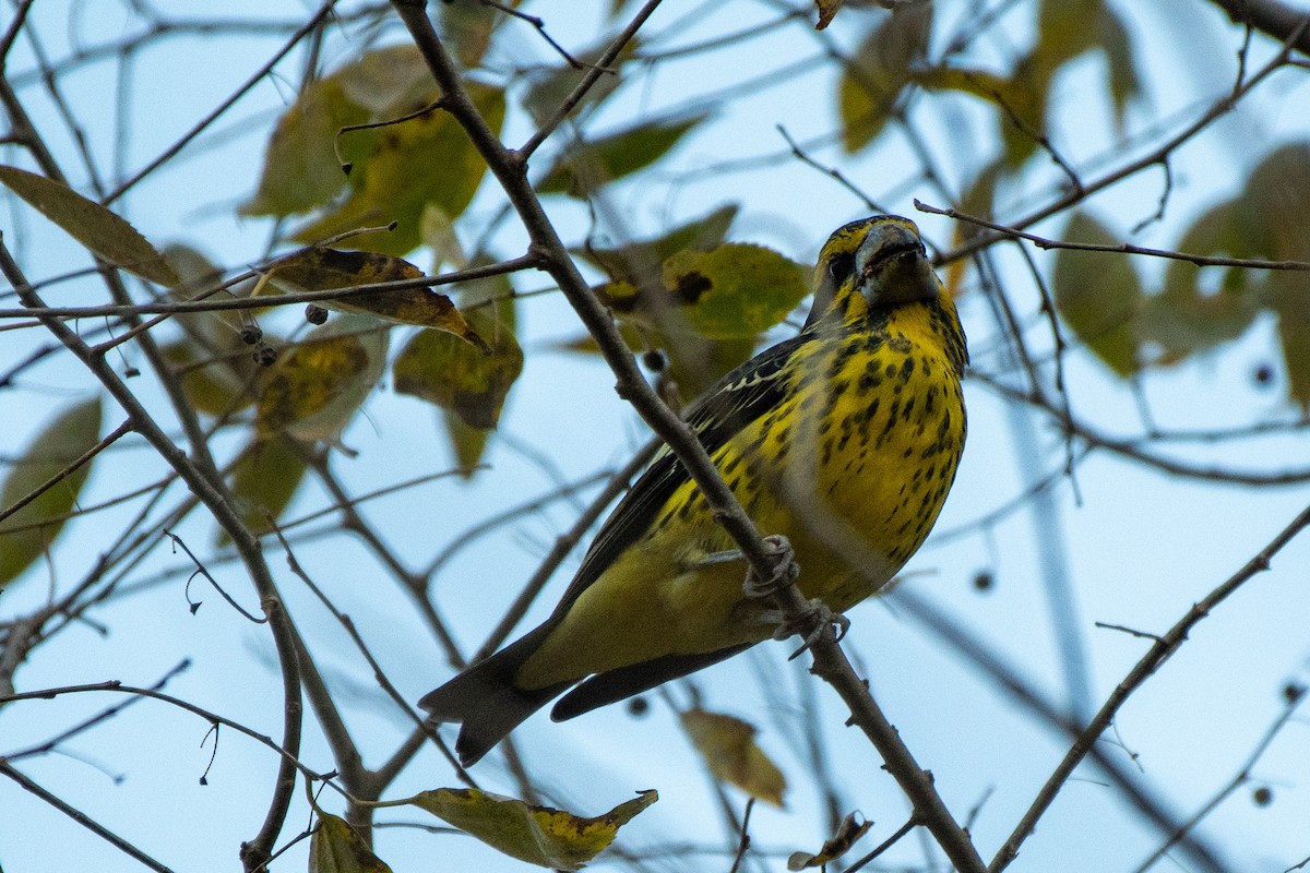 Spot-winged Grosbeak - ML646820816