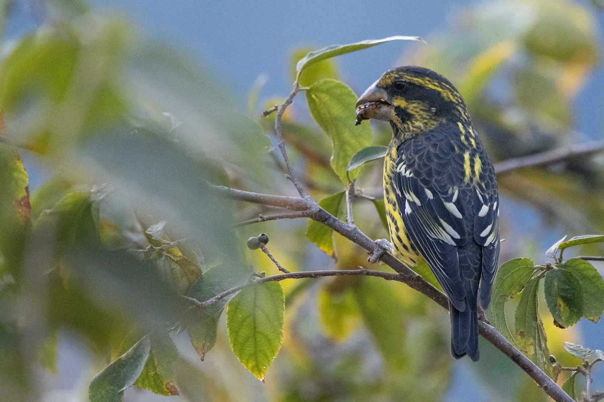 Spot-winged Grosbeak - ML646820817