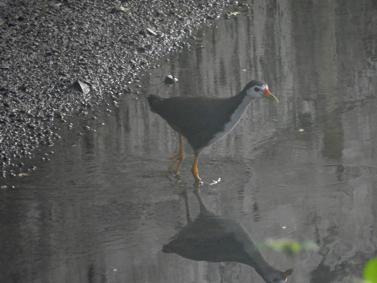 Râle à poitrine blanche - ML646820818