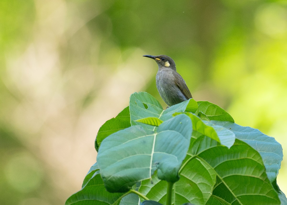 Cryptic Honeyeater - ML646820821