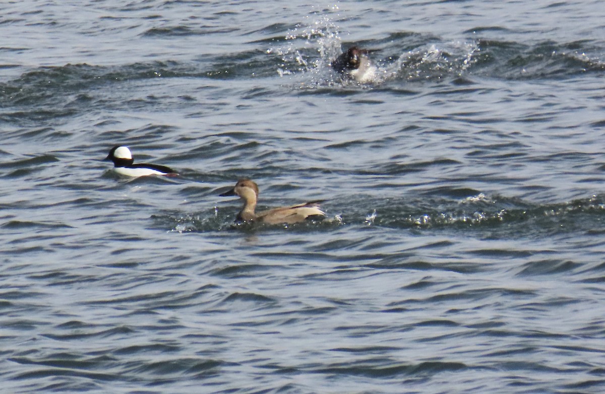 Gadwall - ML646820824