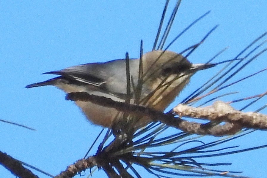 Pygmy Nuthatch - ML646820825