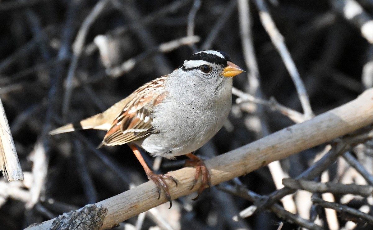 White-crowned Sparrow - ML646820828