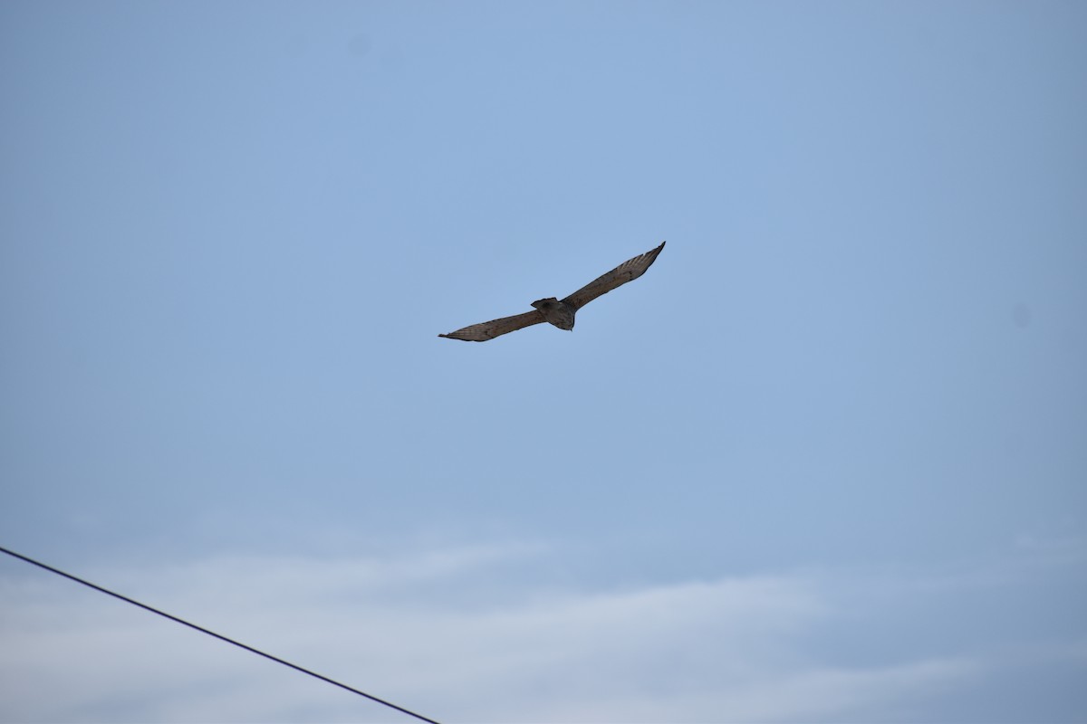 Канюк ширококрилий - ML646820830