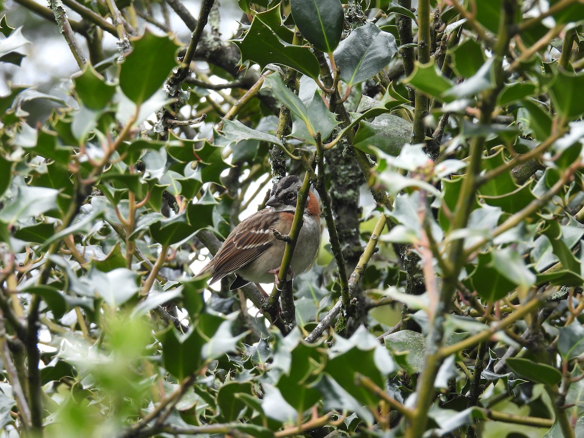 Kızıl Enseli Serçe - ML646820831