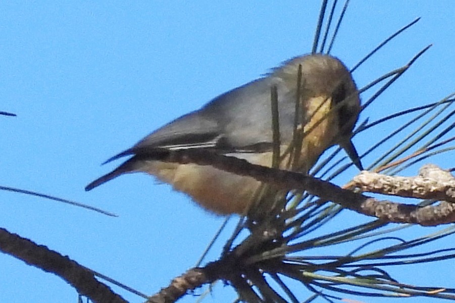 Pygmy Nuthatch - ML646820833