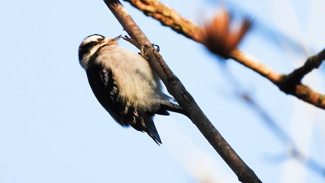 strakapoud osikový - ML646820835