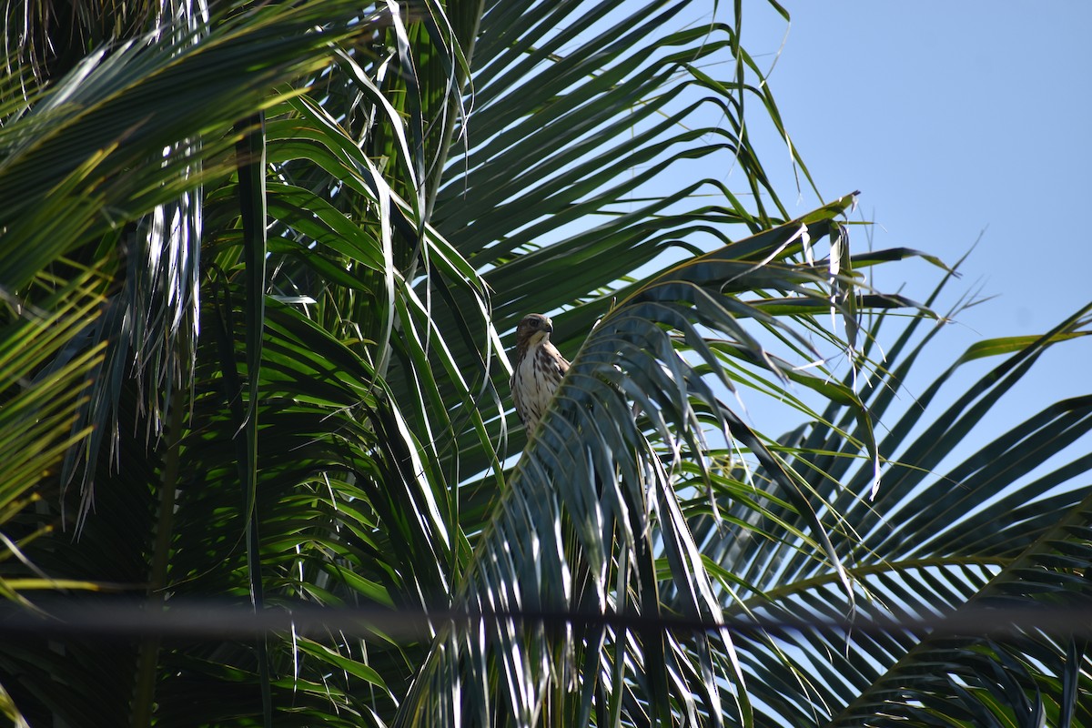 Broad-winged Hawk - ML646820836