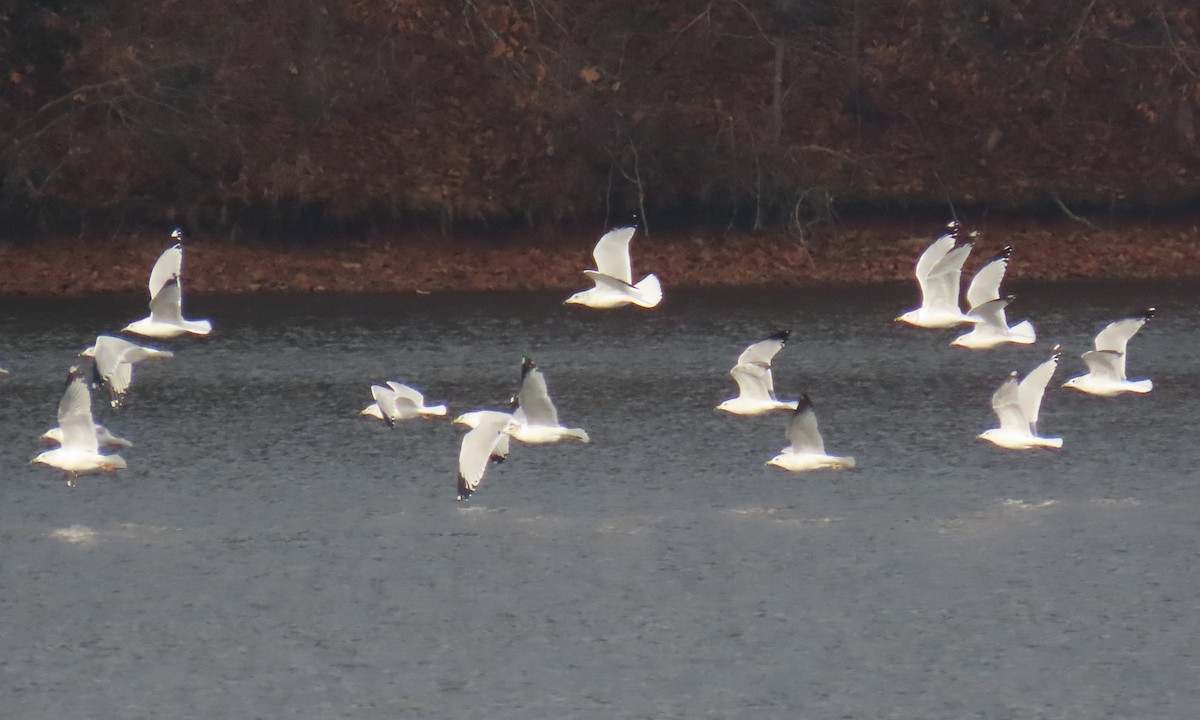 Goéland à bec cerclé - ML646820838
