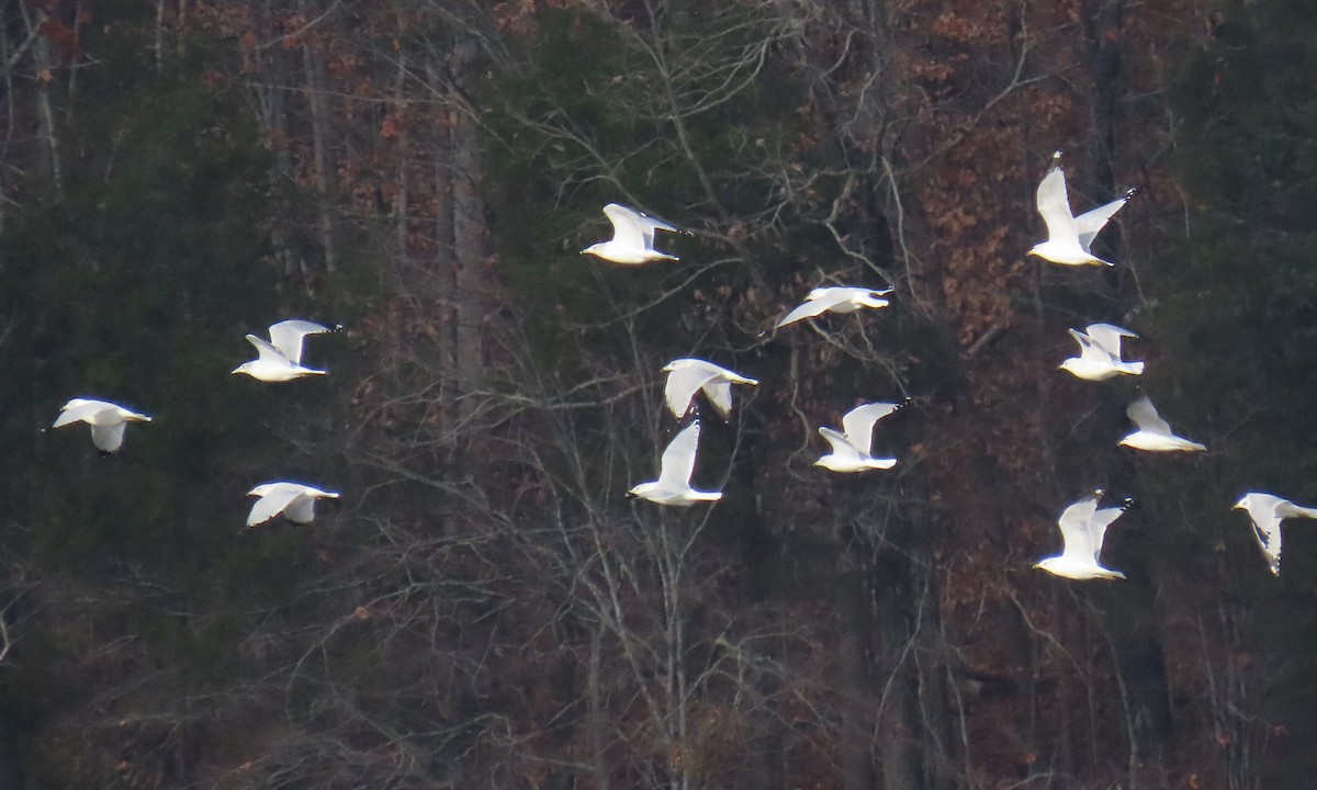 Goéland à bec cerclé - ML646820839