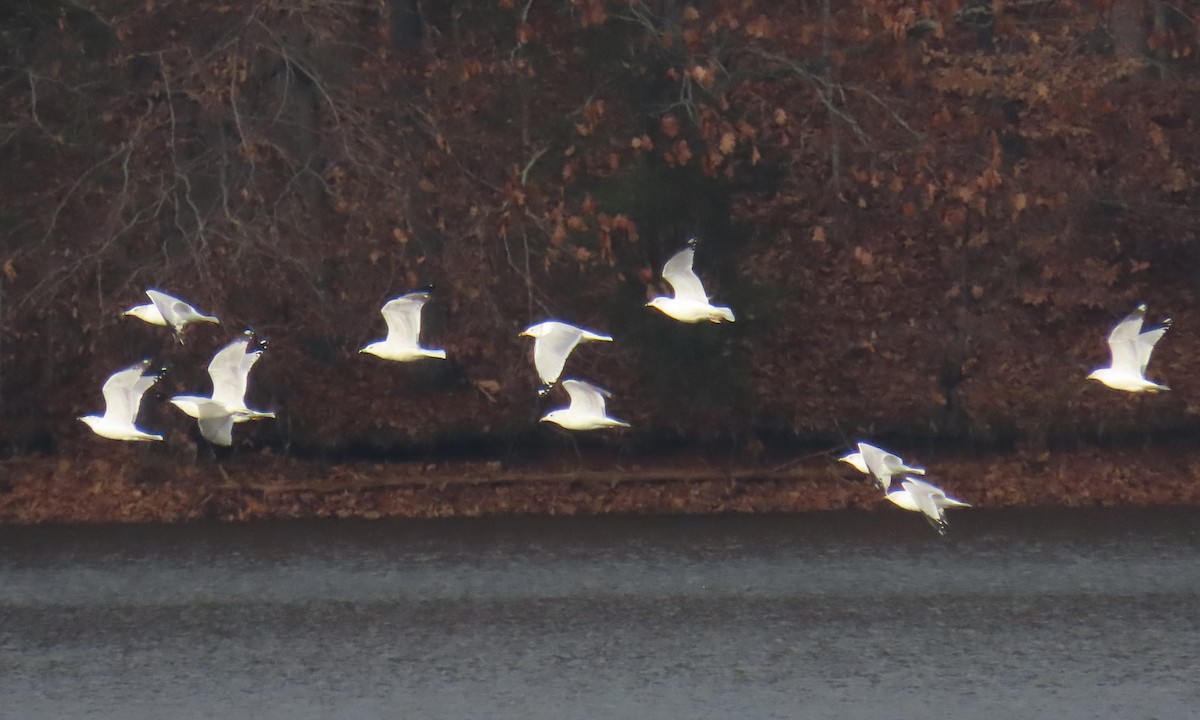 Goéland à bec cerclé - ML646820840