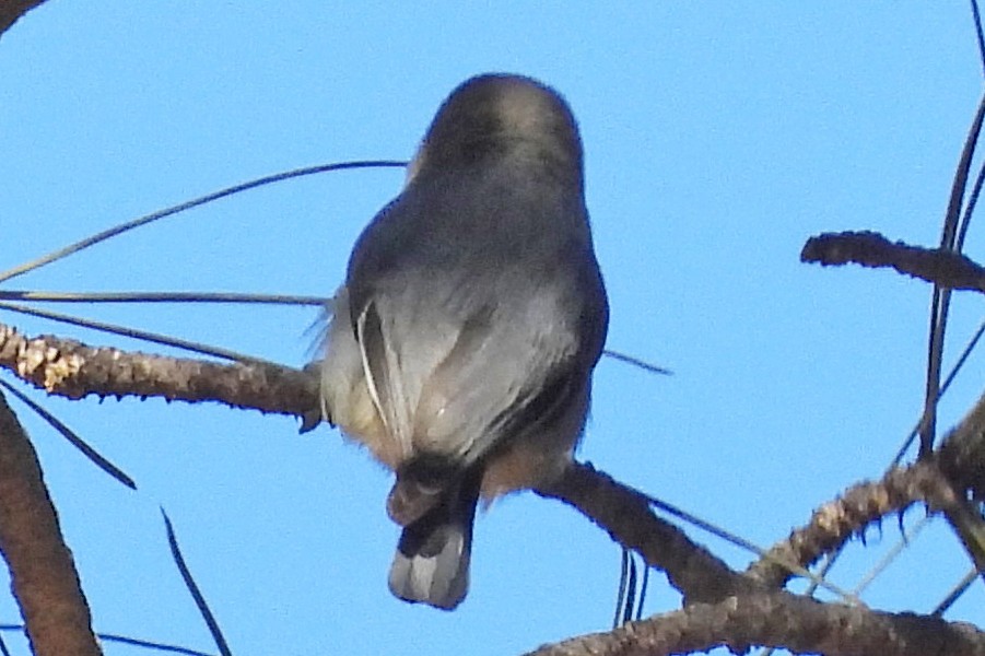 Pygmy Nuthatch - ML646820848