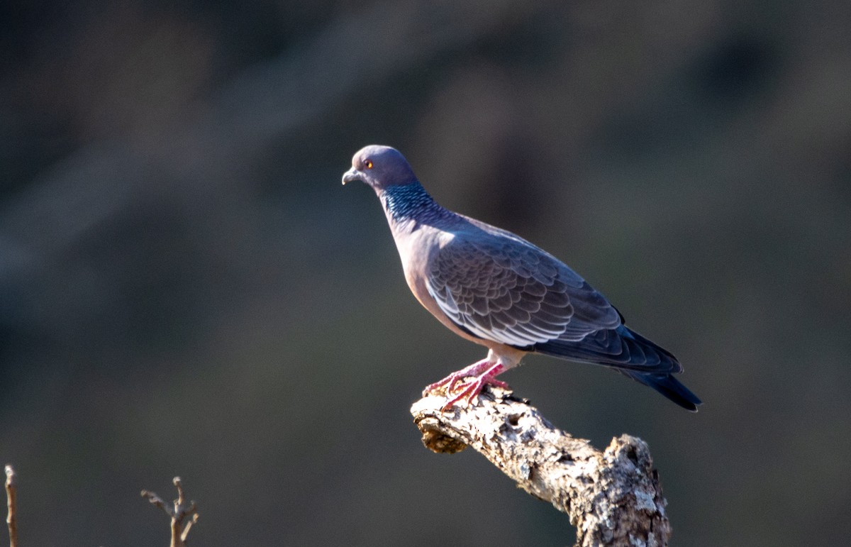 Picazuro Pigeon - ML646820850