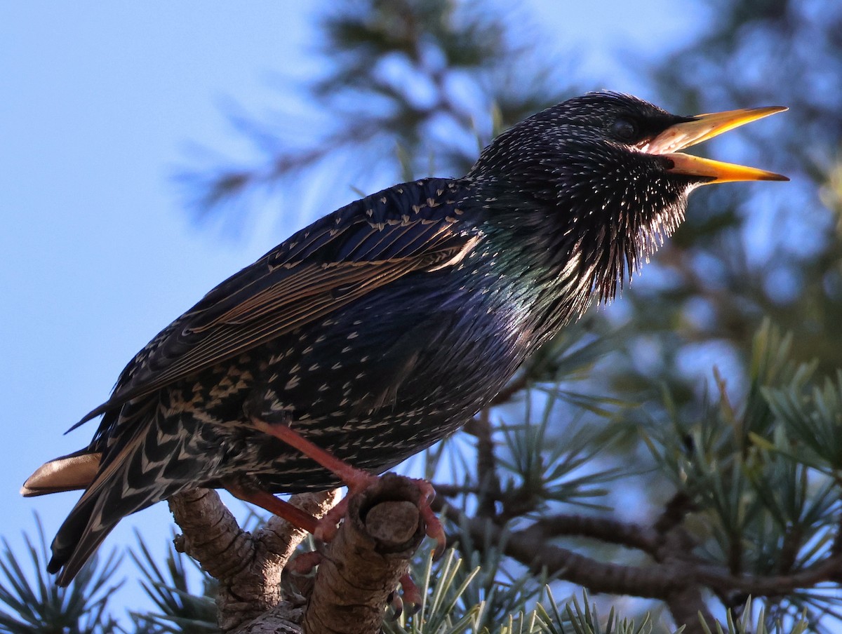 European Starling - ML646820854