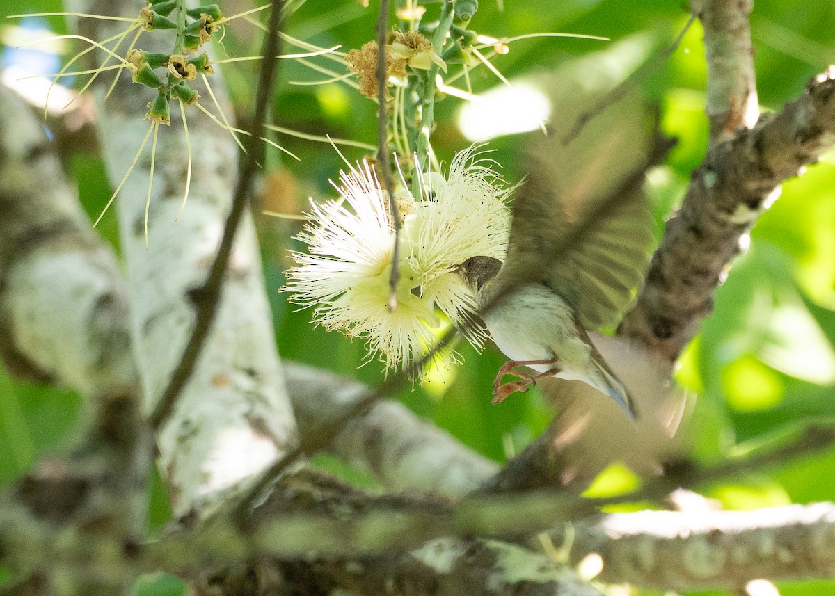 Brown-backed Honeyeater - ML646820855