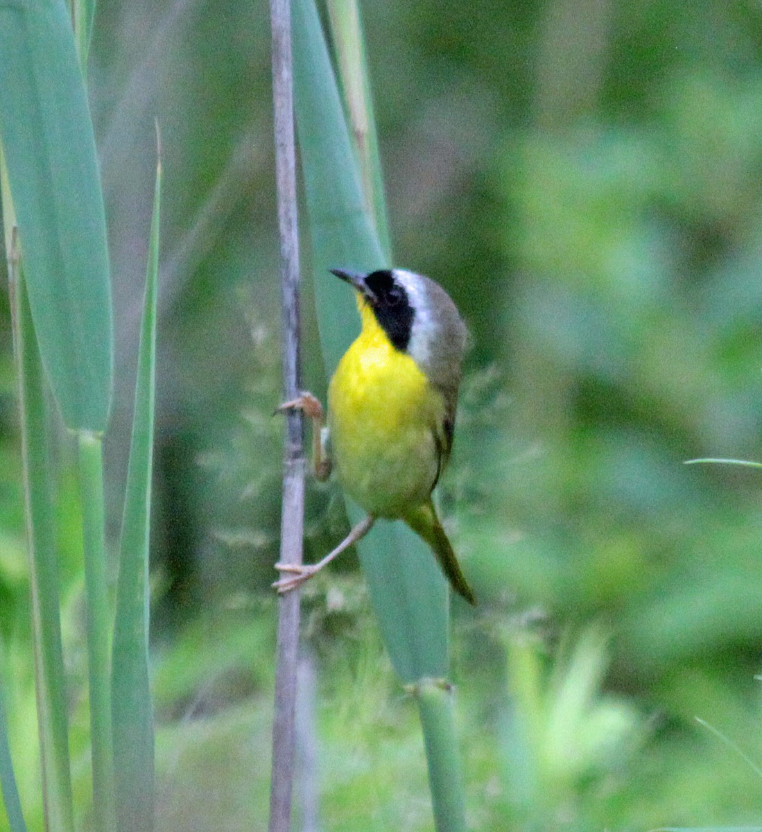 Common Yellowthroat - ML646820856