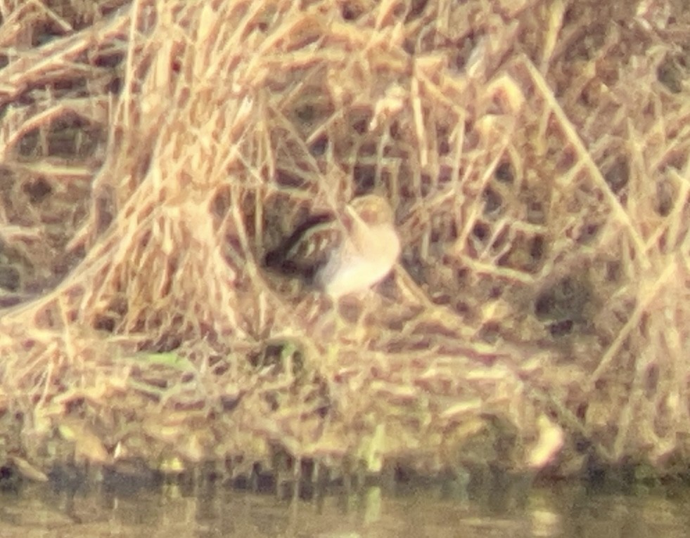 Wilson Suçulluğu - ML646820857