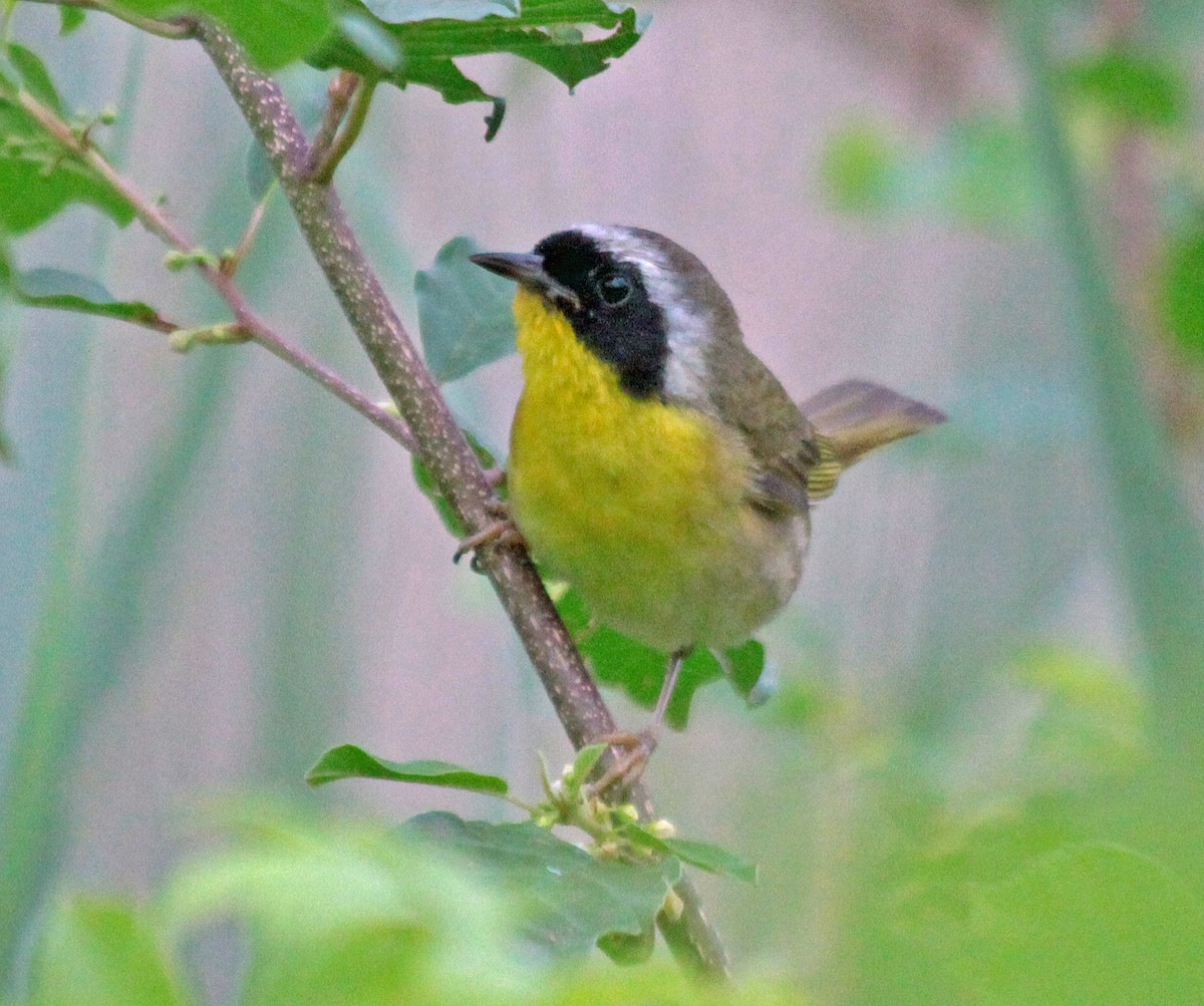 Common Yellowthroat - ML646820858