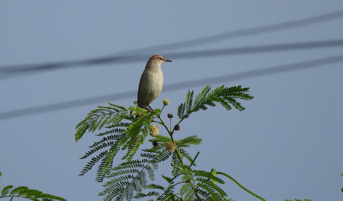 Mégalure des marais - ML646820860