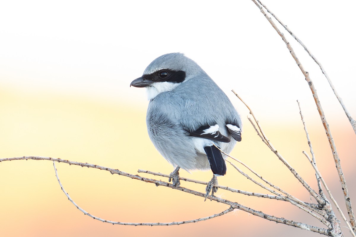 Loggerhead Shrike - ML646820861