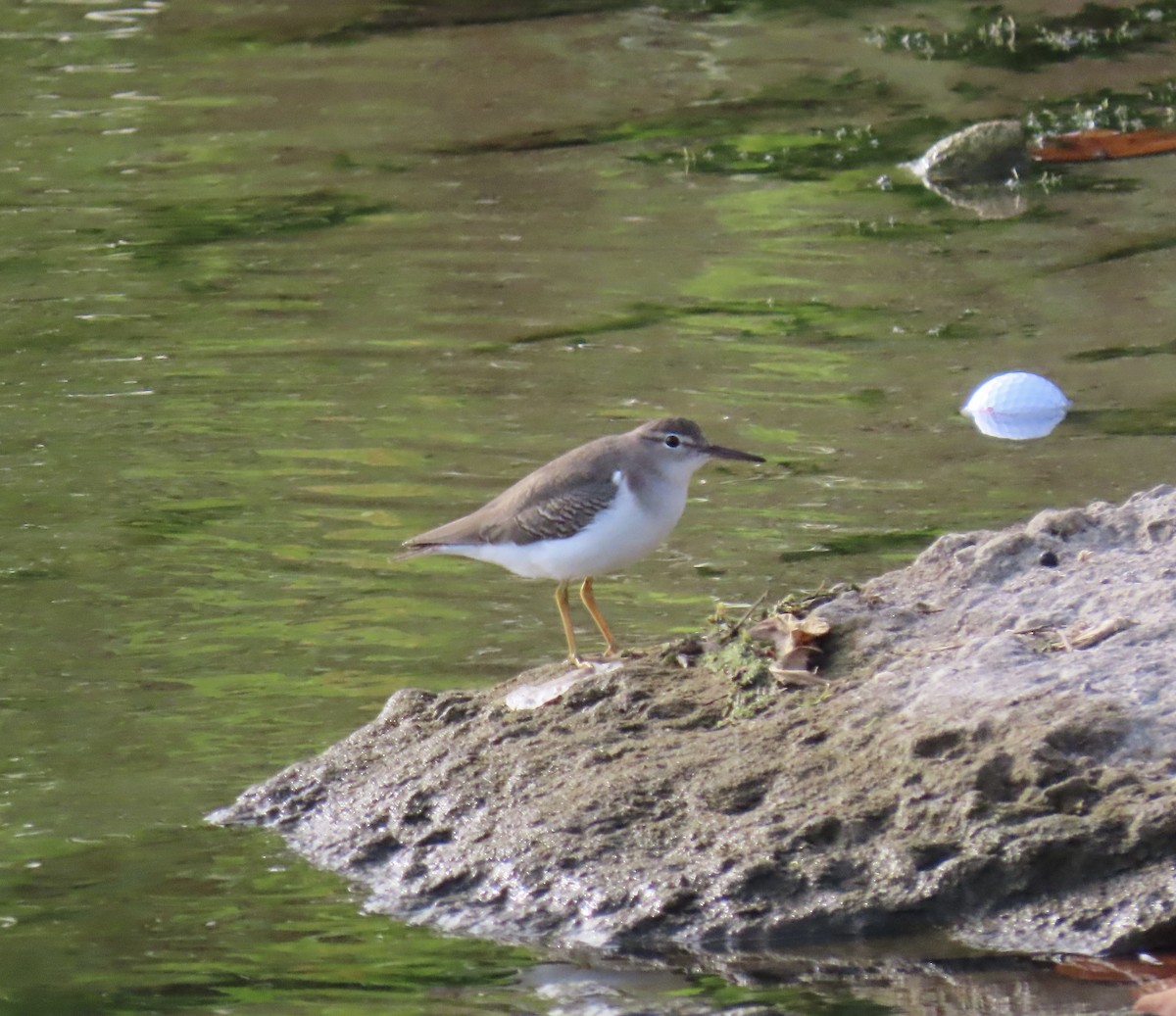 Spotted Sandpiper - ML646820865