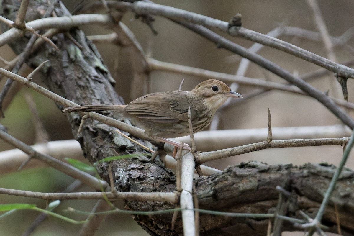 Puff-throated Babbler - ML646820870