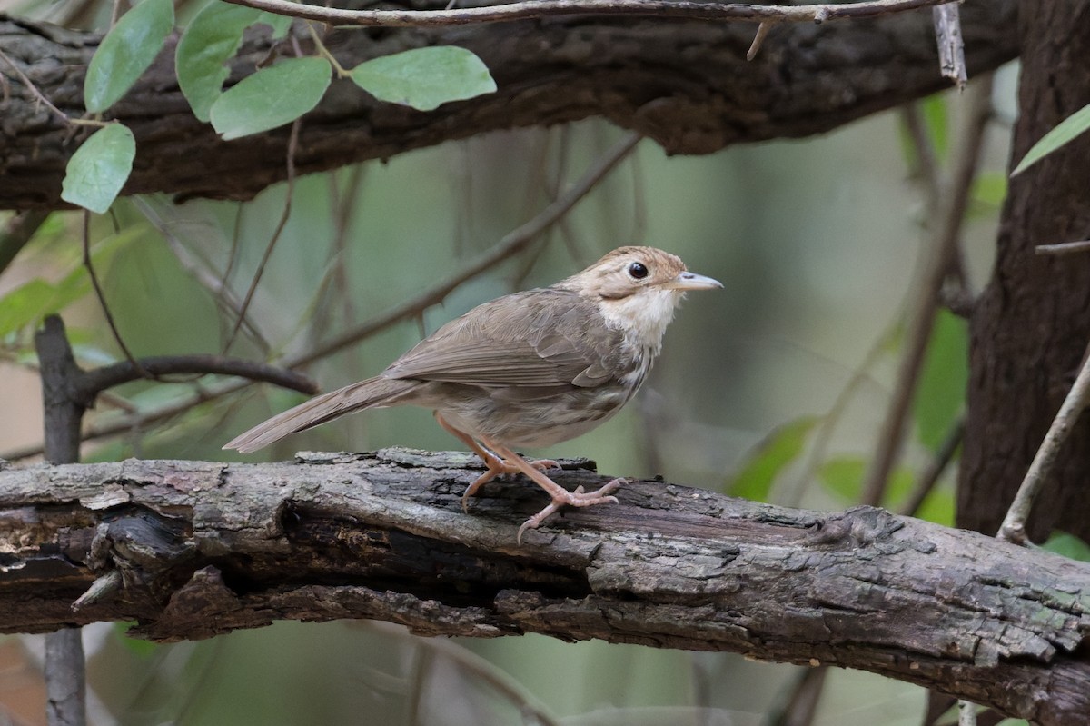 Puff-throated Babbler - ML646820871
