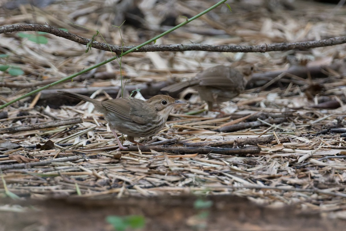 Puff-throated Babbler - ML646820872