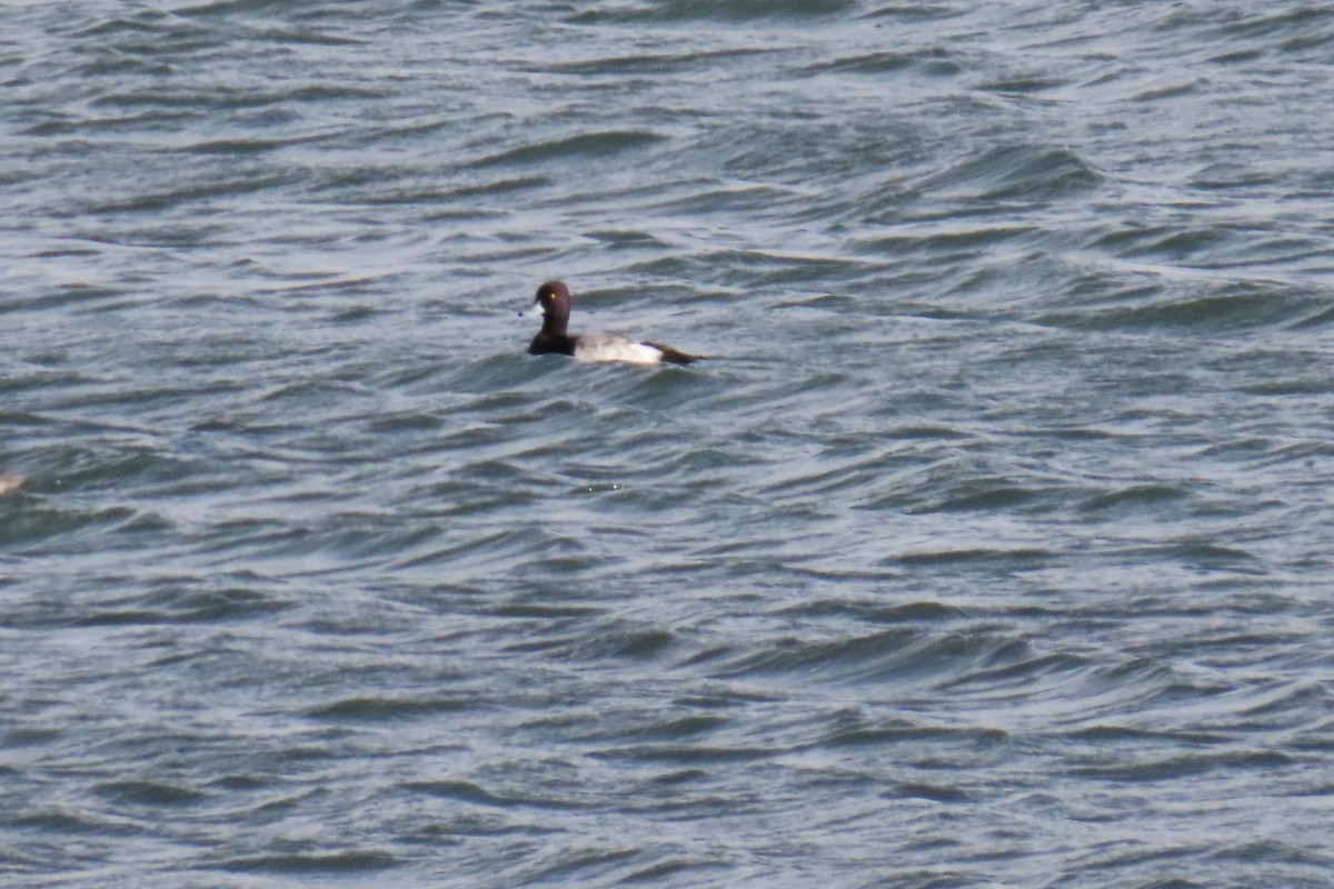 Lesser Scaup - ML646820873