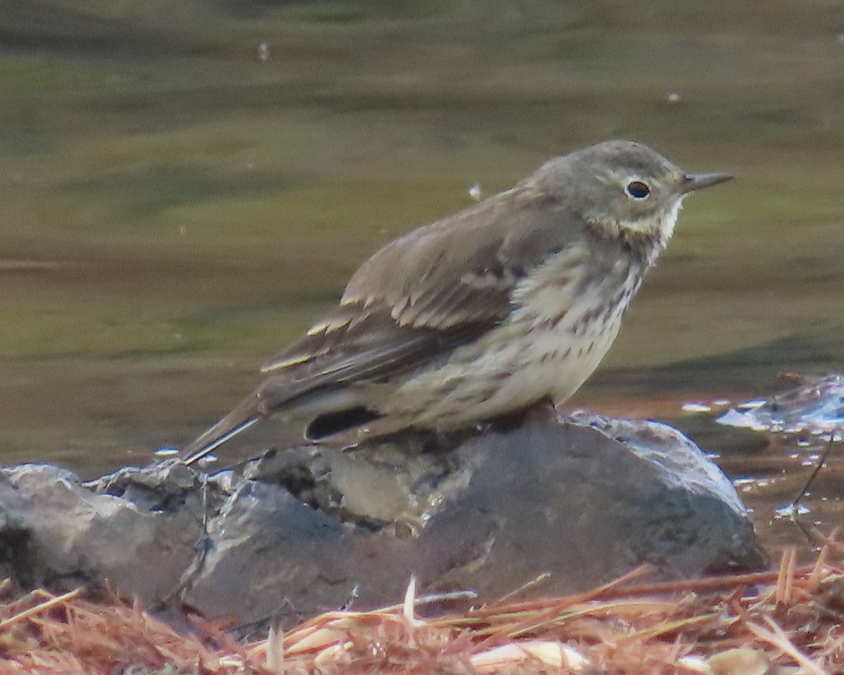 Pipit d'Amérique - ML646820874