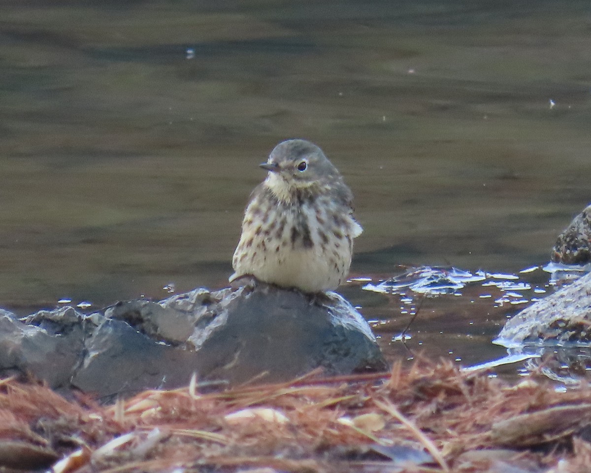 Pipit d'Amérique - ML646820875