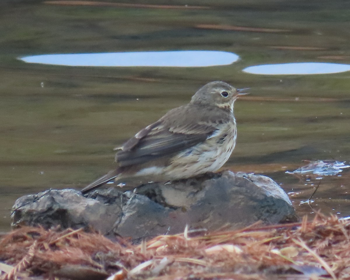 Pipit d'Amérique - ML646820876