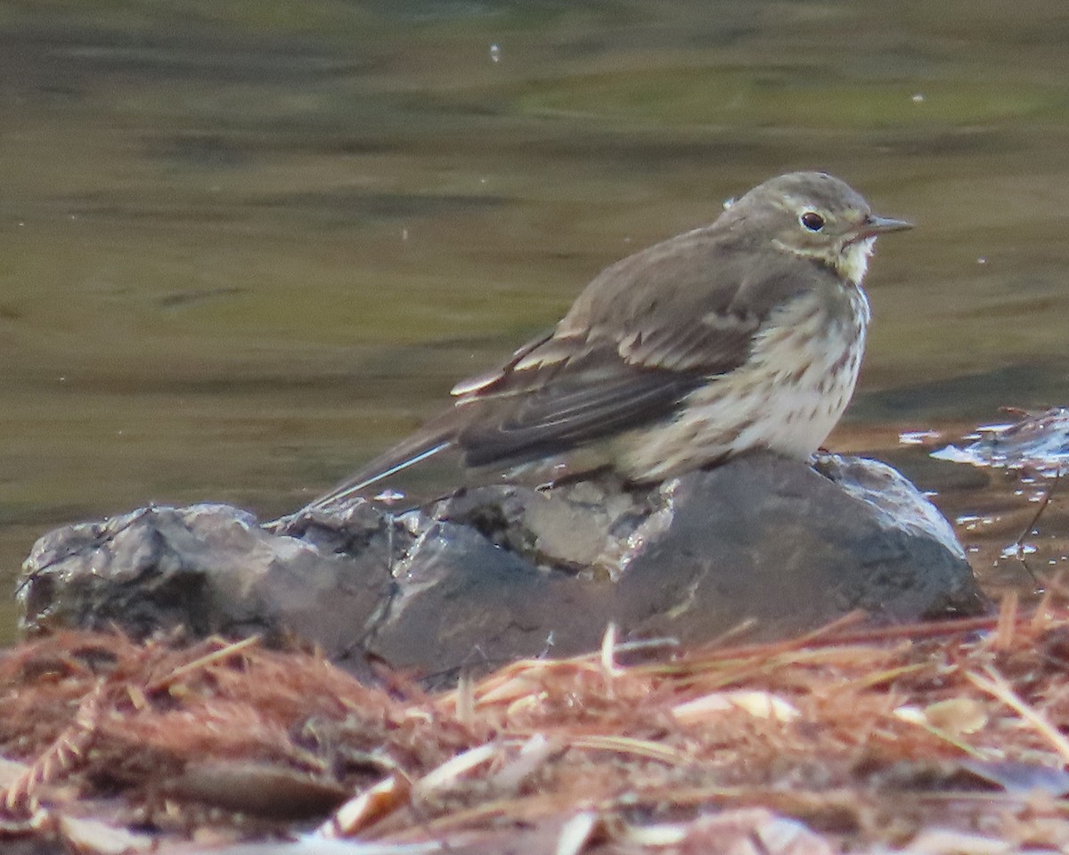 Pipit d'Amérique - ML646820877