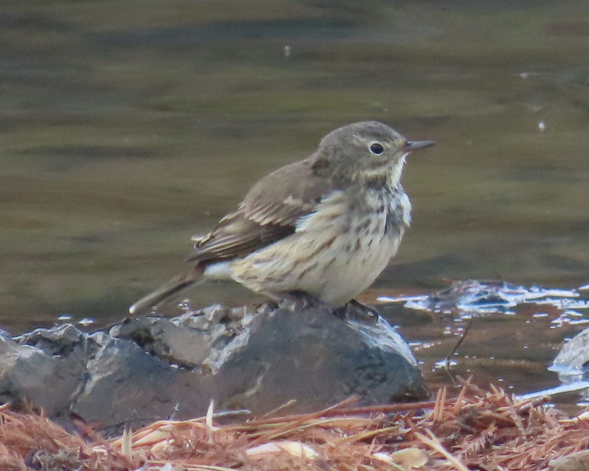 Pipit d'Amérique - ML646820878