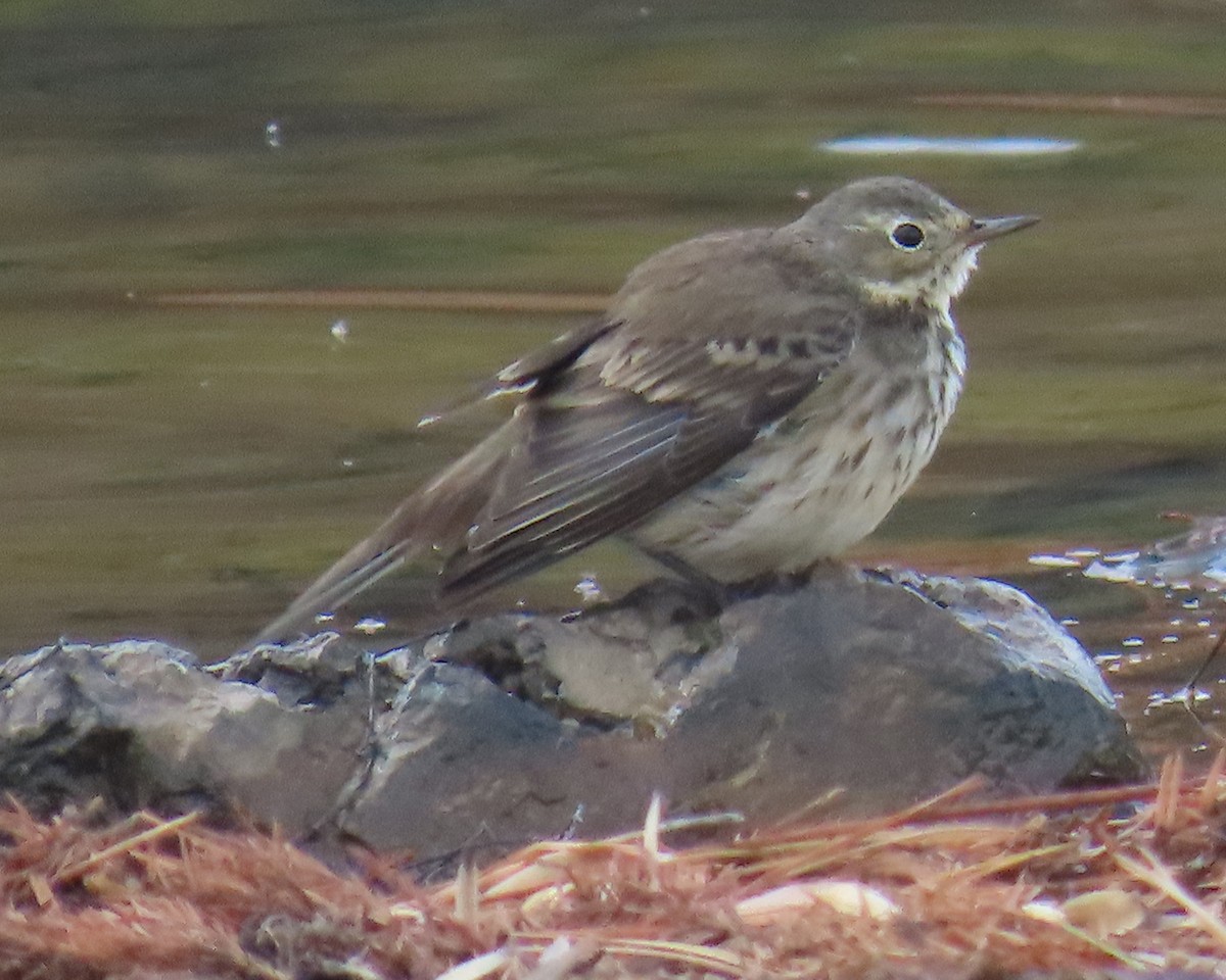 Pipit d'Amérique - ML646820879