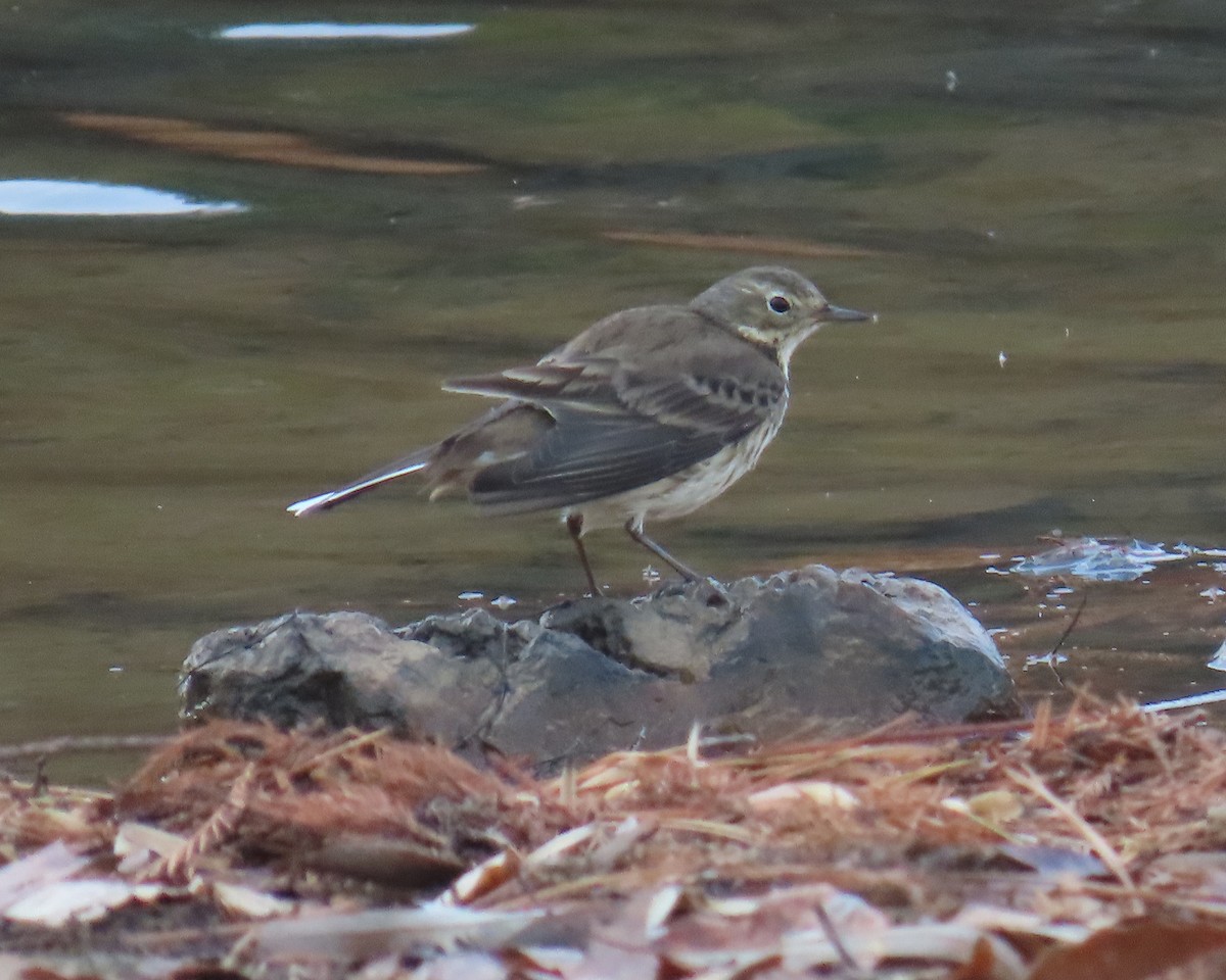 Pipit d'Amérique - ML646820880