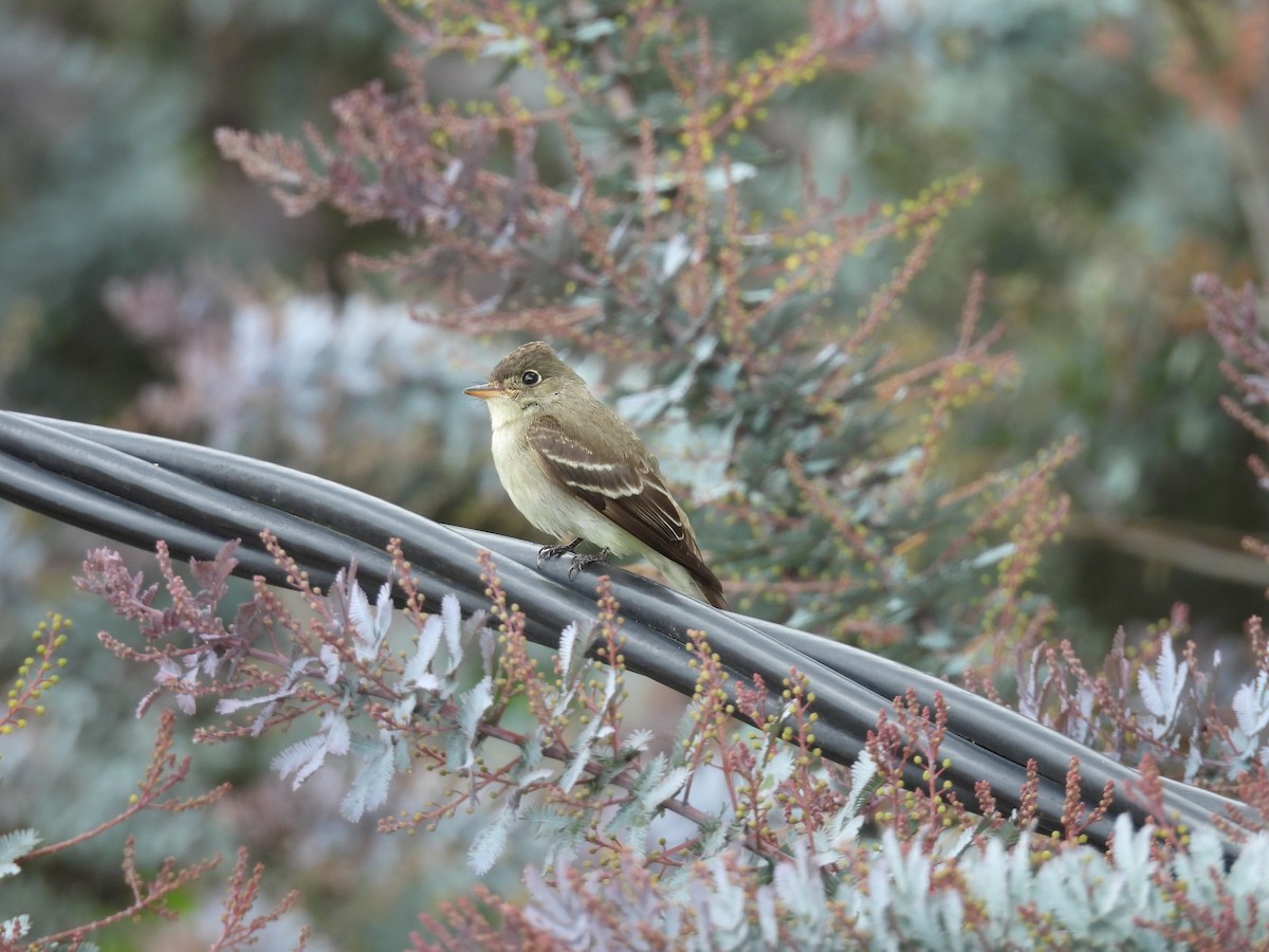 Hellbauch-Schnäppertyrann - ML646820883