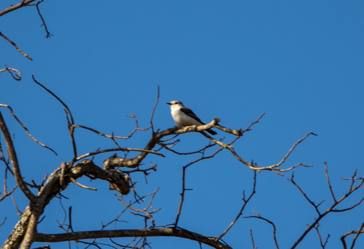 White-rumped Monjita - ML646820889