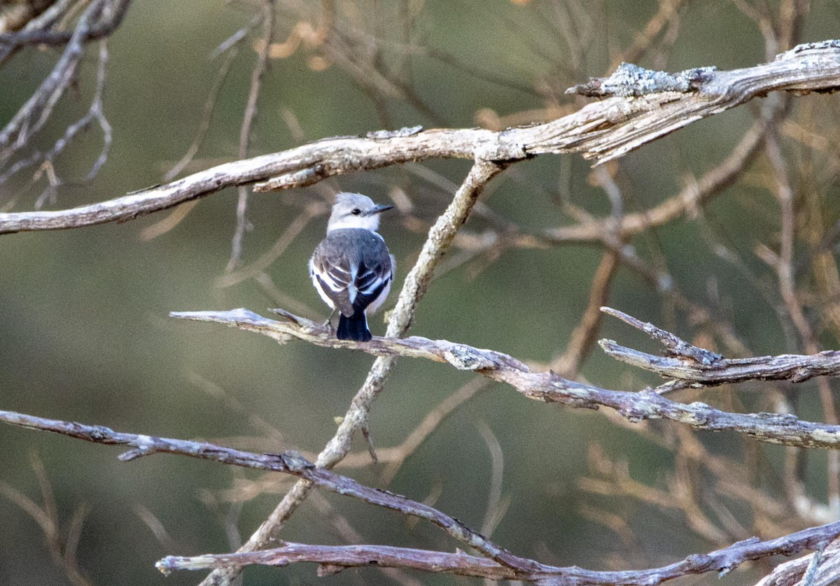 White-rumped Monjita - ML646820890