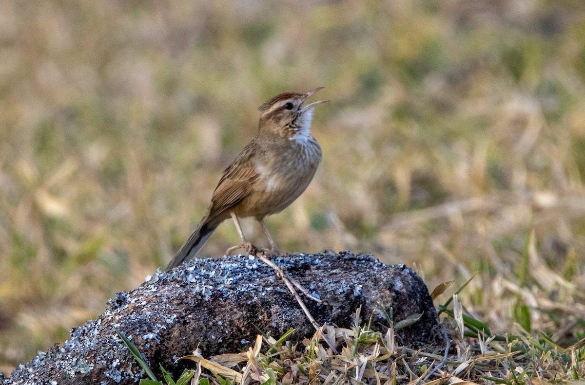 Firewood-gatherer - ML646820891