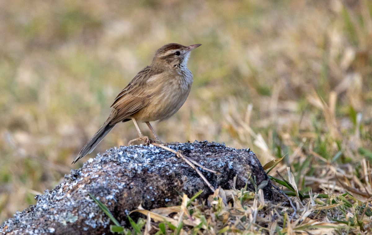 Firewood-gatherer - ML646820892