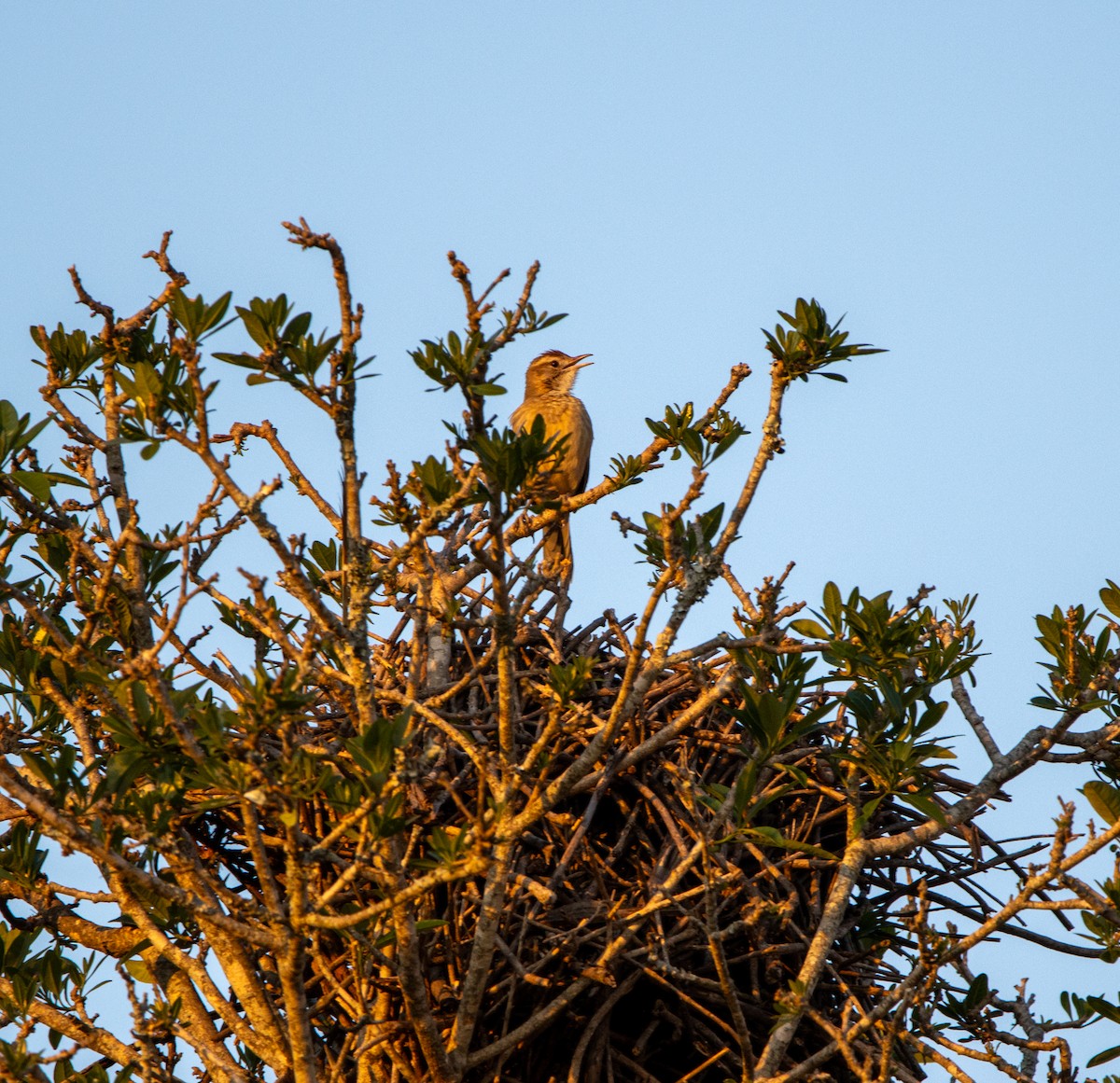 Firewood-gatherer - ML646820893