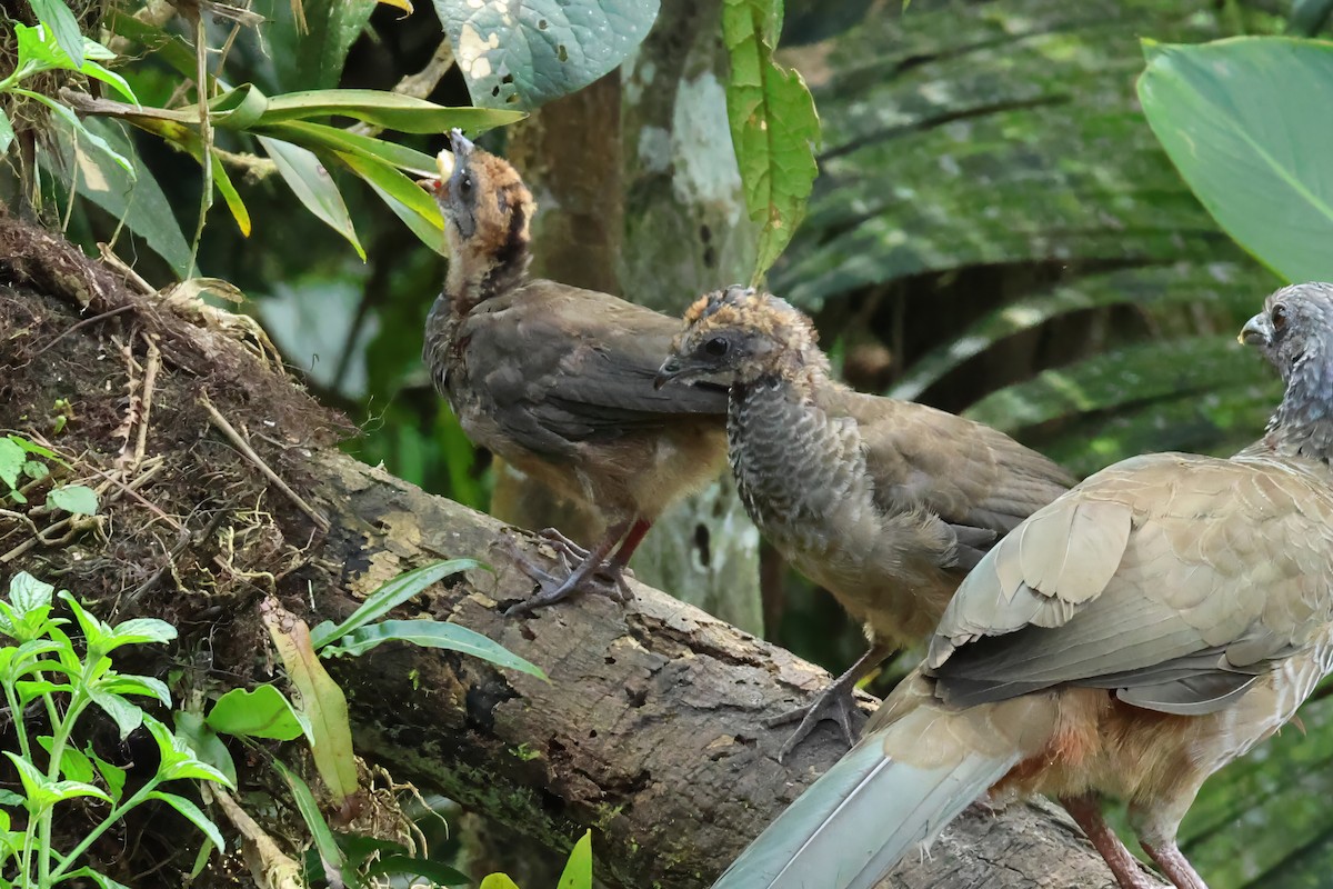 Colombian Chachalaca - ML646820895