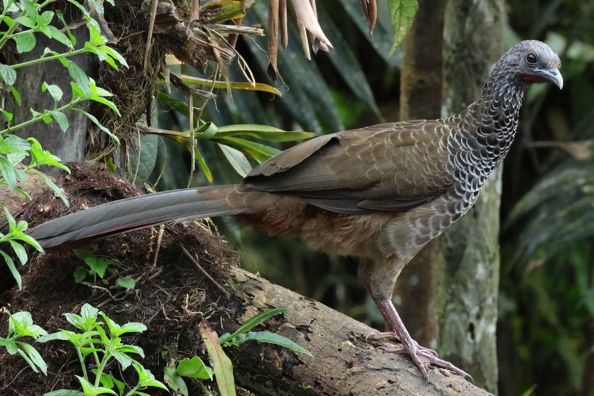 Colombian Chachalaca - ML646820896