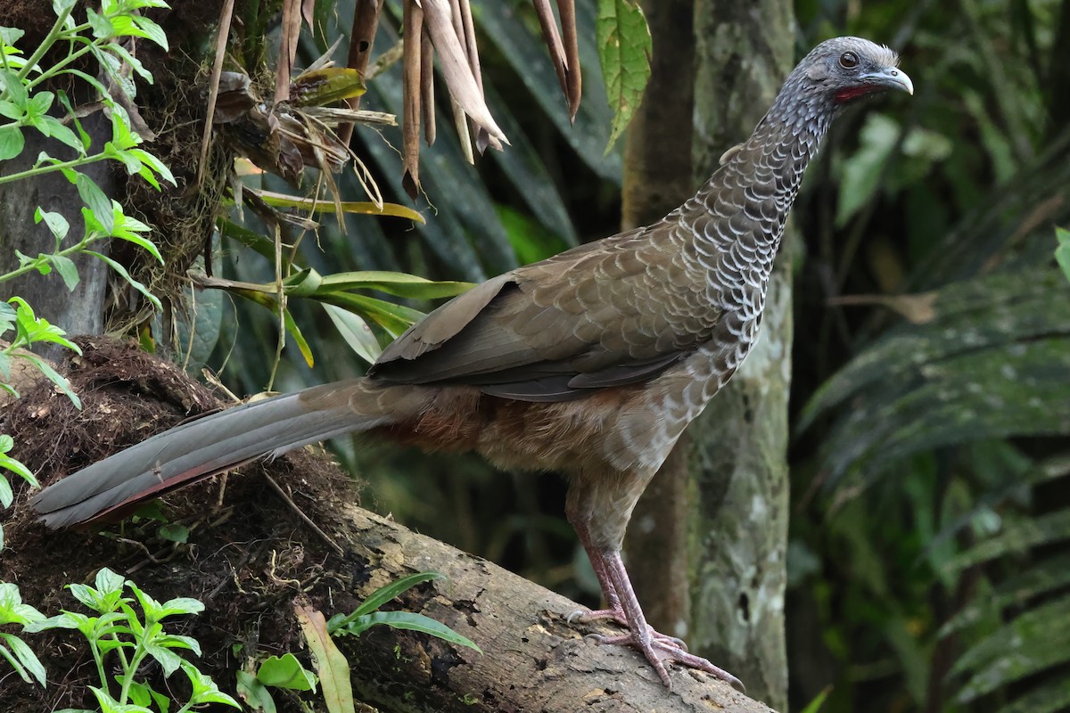 Colombian Chachalaca - ML646820897