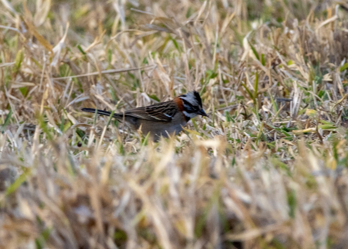 Rufous-collared Sparrow - ML646820901