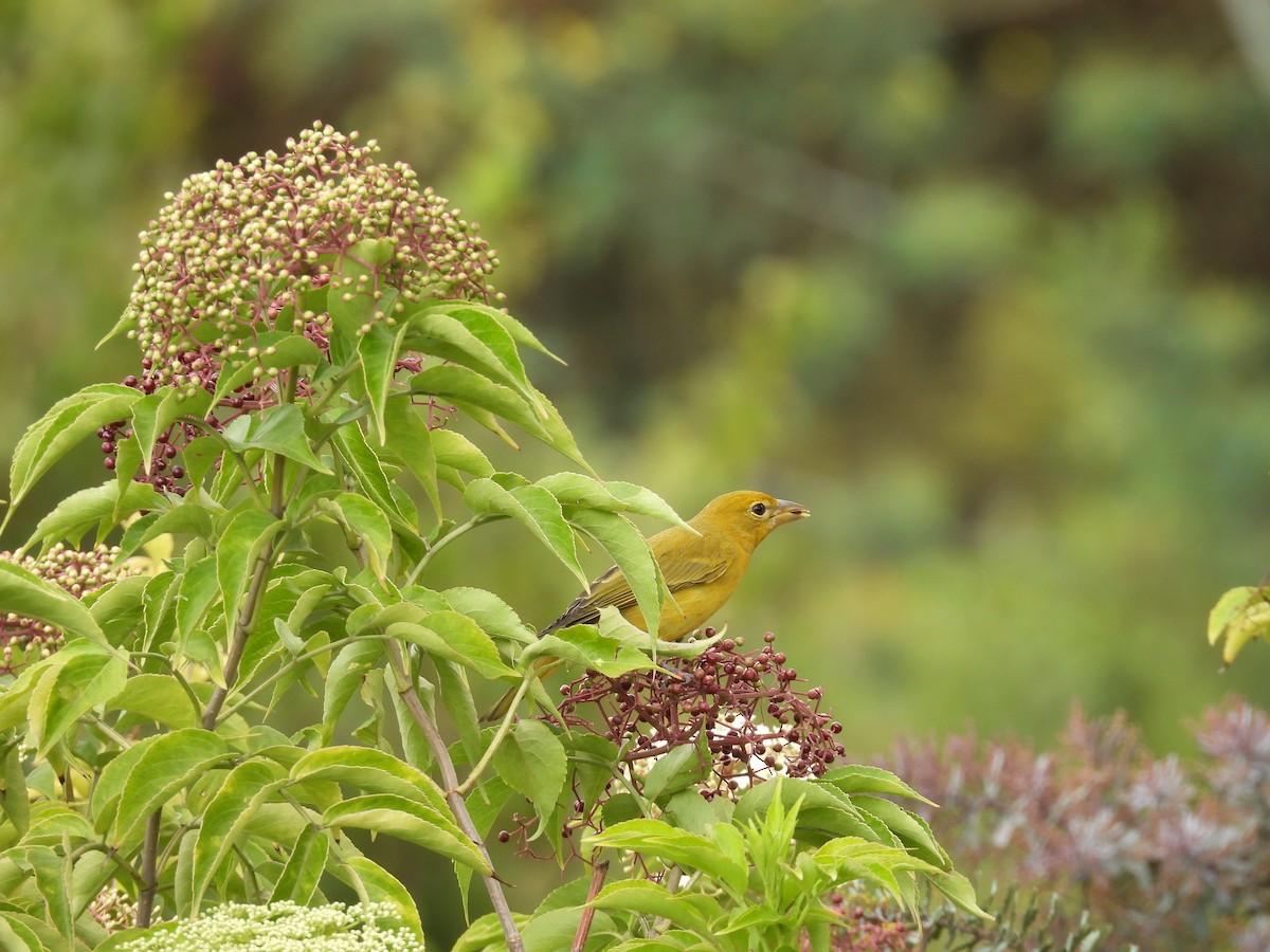 Summer Tanager - ML646820903