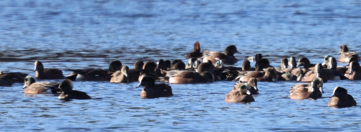 Свищ американський - ML646820904