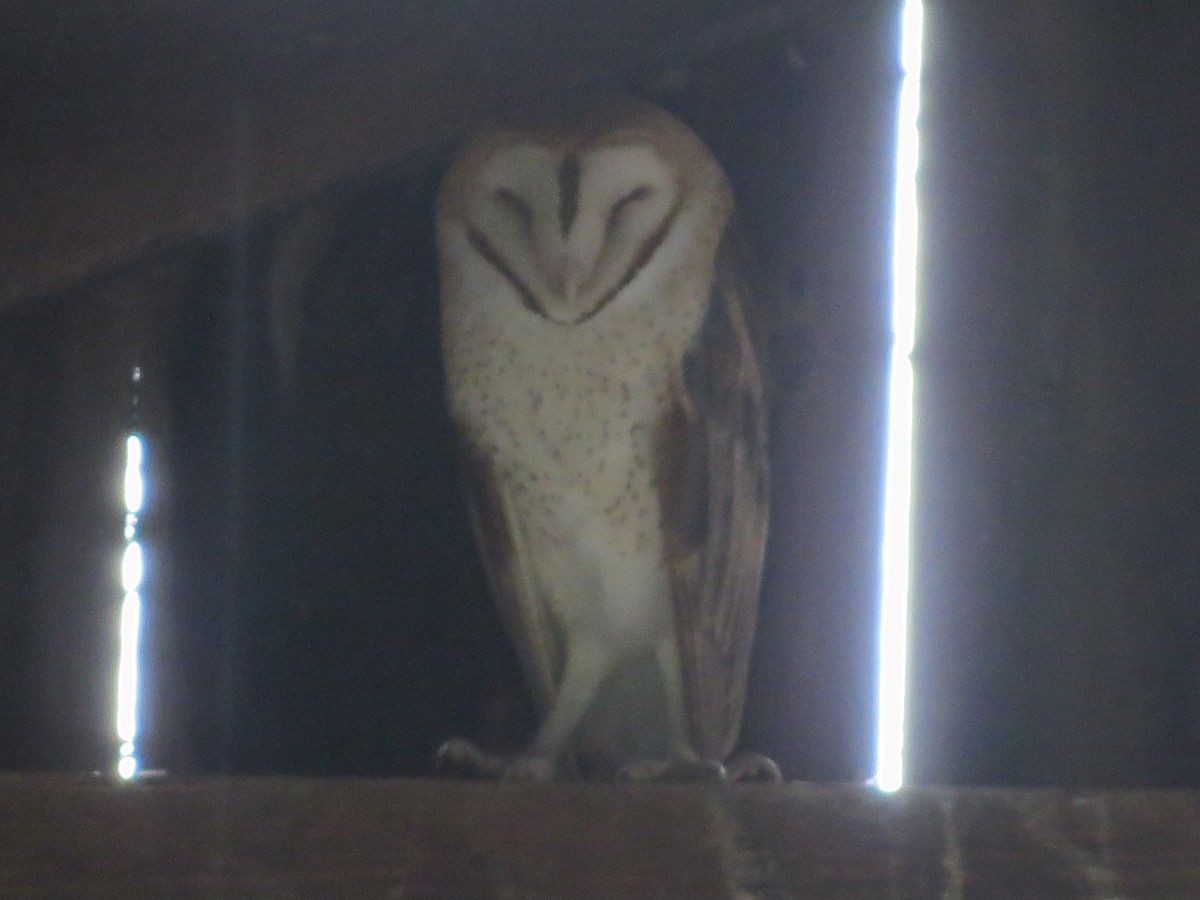 Amerikaschleiereule - ML646820906