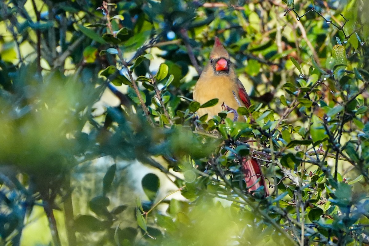 rødkardinal - ML646820907